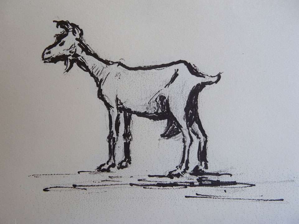 Ziege 4
