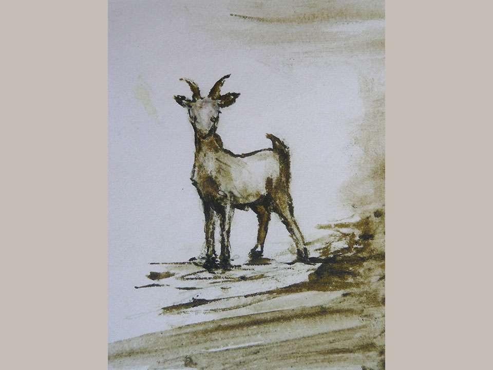 Ziege 3