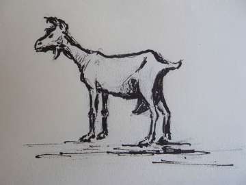 Ziege 4